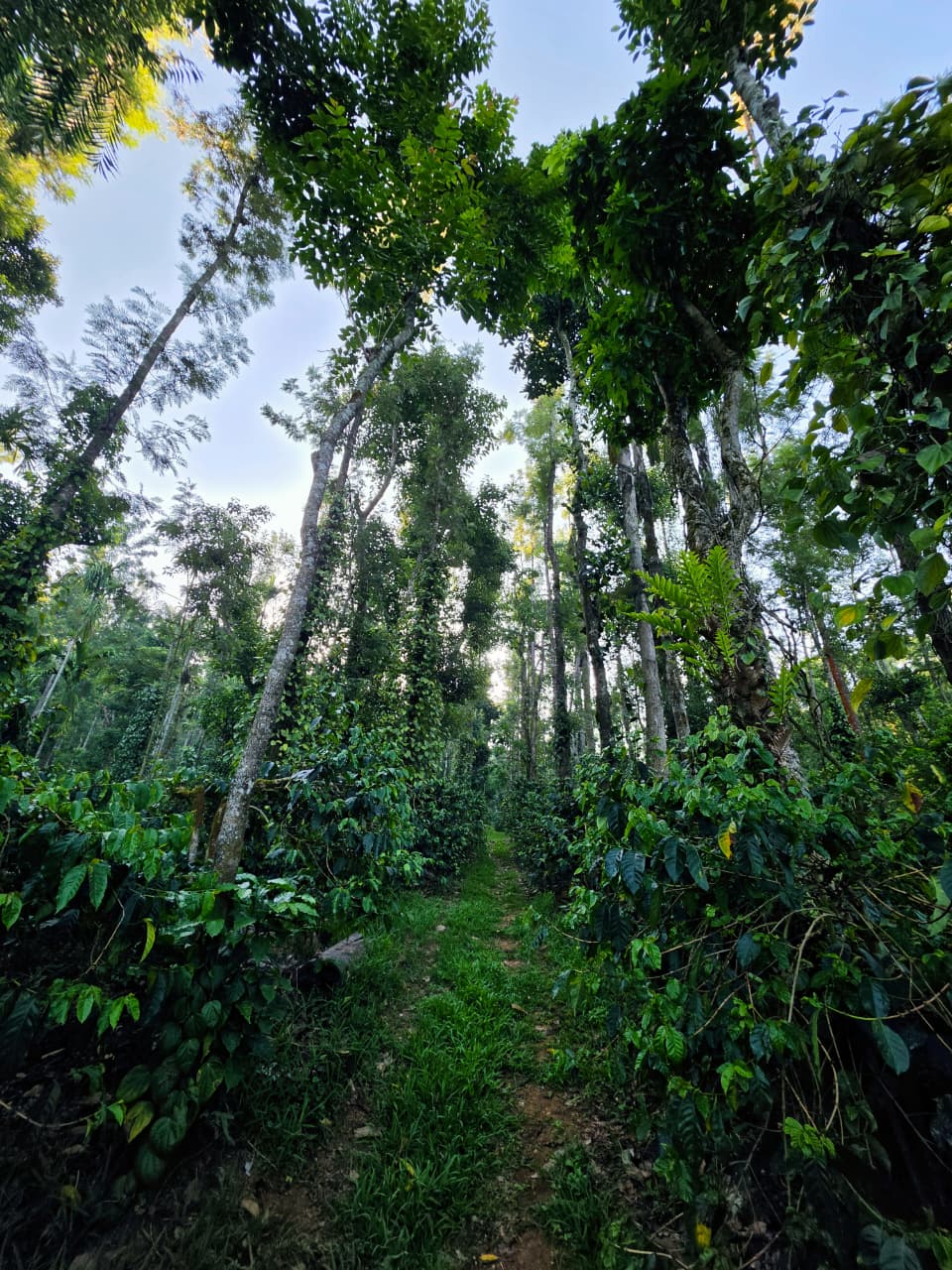 Coffee plantation trail in Chikmagalur